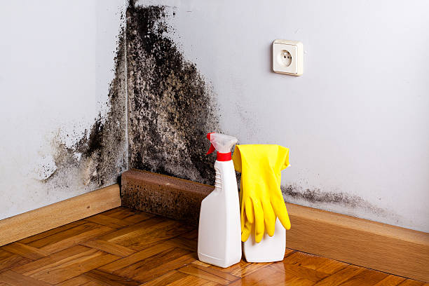 Environmental Consulting for Mold Prevention in Norris, TN